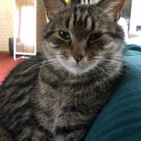 Потеряно:  кот кот