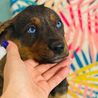 Отдам в добрые руки:  щенков