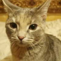 Пропала наша девочка