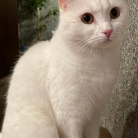 Потеряно:  кошка кошка