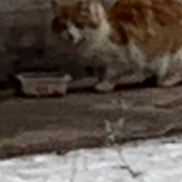 Потеряно:  кошка собака собак