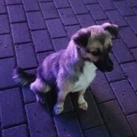 Найдена собака (щенок)