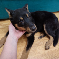 Найдено:  щенок собака