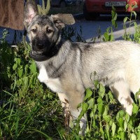 Лайка во двор