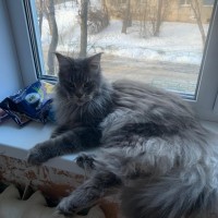 Найден мейкун