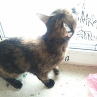 07.03.24 найдена кошка на ул. Артёмовская 14