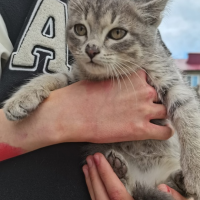 Найдено:  котенок