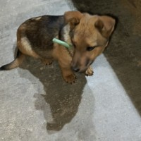 Найден щенок.