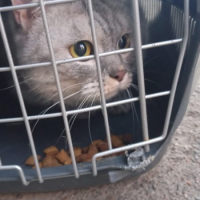 Найдено:  котов