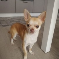 Пропал Чихуахуа песочного окраса, мальчик