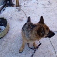 Нашёл собаку