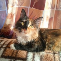 Пропала кошка