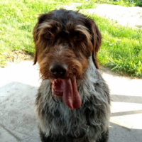 Найдено:  собака