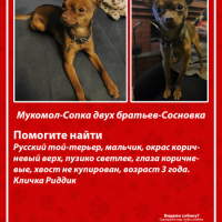 Пропала собака