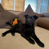 Отдам в добрые руки:  щенков