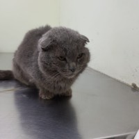 Кот вислоухий