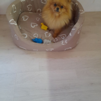 Потеряно:  собачка собака