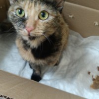 07.03.24 найдена кошка на ул. Артёмовская 14