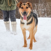 Собака в добрые руки