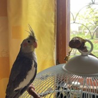 Потерялся попугай корелла