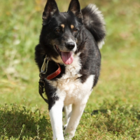 Отдам в добрые руки:  девочка