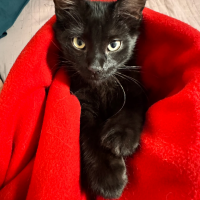 Отдам в добрые руки:  котенка котенок