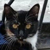 потерялась трехцветная кошечка