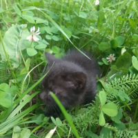 Отдам в добрые руки:  котенка