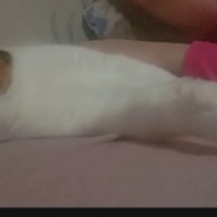 Пропала кошка мкр Олимпийский