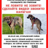 Потеряно:  черной шлейке красной окантовкой коричневом ошейнике