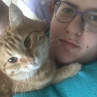 Потерялась рыжая кошка