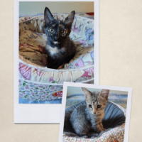 Отдам в добрые руки:  котята девочки