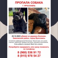 Пропала собака