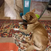 Найден рыжий кобель 01.01.2024 в районе Отрожки