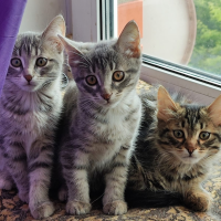 Отдам в добрые руки:  котят