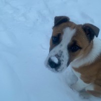 Пропал щенок