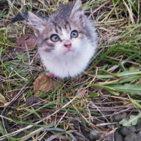 Отдам в добрые руки:  котята