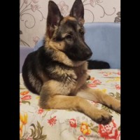 Найдена немецкая овчарка