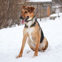 Собака в добрые руки