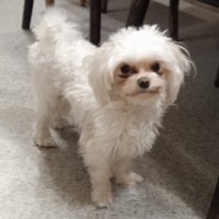 Пропала собака