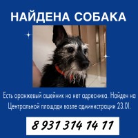 Найдена маленькая черная собака примерно 12 лет.