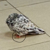 В магазине Магнит на улице Боевая 126 к8 найден черно-белый домашний голубь