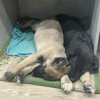 Найдено:  щенята щенка