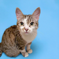 Отдам в добрые руки:  кошечка котенка