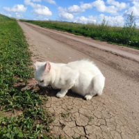 Найдено:  котенок