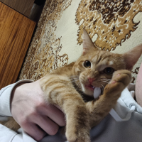 Потеряно:  кошка