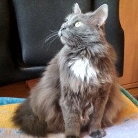 Потерялся котейка