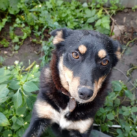 Потеряно:  собака