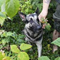 Потеряно:  кобел