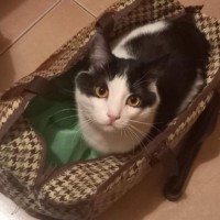 Потерялся кот в краснооктябрьском районе